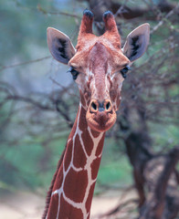 Reticulated giraffe, closeup of pretty face (Giraffa camelopardalis reticulata), animal with big eyes and long neck. Samburu National Reserve, Kenya, Africa