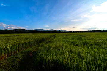  Mountain tree sky in Thailand  