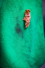 Fabric with green leaves attached Miyake.