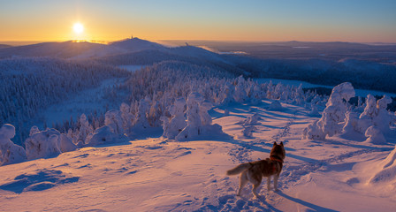 Siberian husky in beautiful landscape