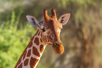 Giraffe face close-up showing texture details and ossicones of reticulated mammal (Giraffa camelopardalis reticulata). Samburu Reserve, Kenya, Africa. Pretty patterned mammal