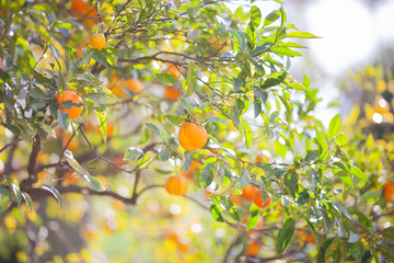 Mandarin tree with ripe fruits.  Mandarin orange tree. Citrus tree. Branch with fresh ripe tangerines and leaves image.  Orange tree with juicy fruits in the garden under sun light.