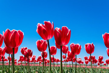 チューリップ畑