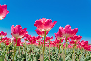 チューリップ畑