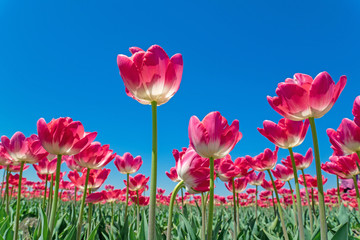 チューリップ畑