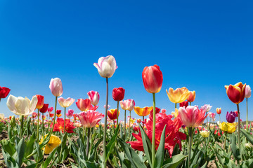 Fototapeta premium Pole tulipanów