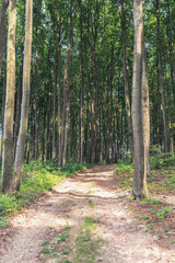 dirt road into the deep beech forest. tall trees with green lush crowns. beautiful nature scenery in summer evening light. explore back county concept
