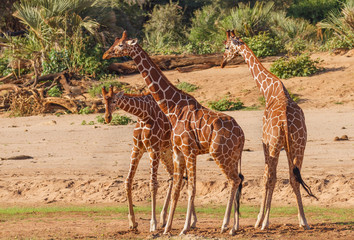 Reticulated giraffe, Giraffa camelopardalis reticulata, funny group of three perform dance in Samburu National Reserve, Kenya, East Africa. Endangered animal species with long legs and necks 