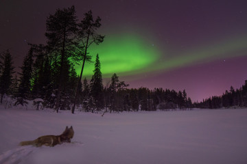 Siberian husky under northern lights © Janne