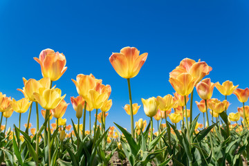 チューリップ畑