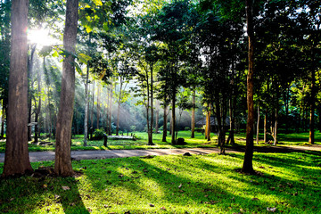 tree in the park and water fall 