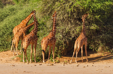 Naklejka na ściany i meble Group five reticulated giraffes, Giraffa camelopardalis reticulata, stretch long necks to feed at thorn trees bush in Samburu National Reserve, Kenya, Africa. Endangered species, rear view