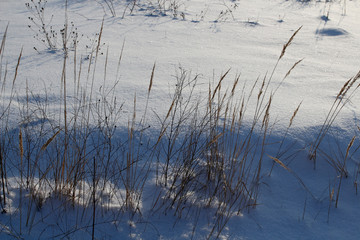 Grass in winter field