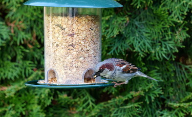 Naklejka premium Sparrow,Bird,Garden,Spatz,Sperling