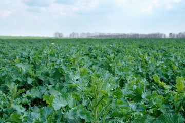 field of young fresh green colza in spring