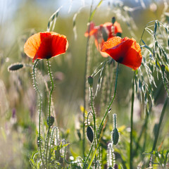 Flowers Red poppies blossom on wild field. Beautiful field red poppies with selective focus. Red poppies in soft light. Opium poppy. Natural drugs. Glade of red poppies. Lonely poppy. Soft focus.