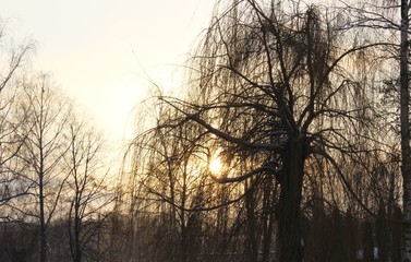 Sunset in the summer forest