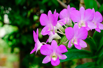 Beautiful pink Dendrobium orchid flowers with natural background, soft focus