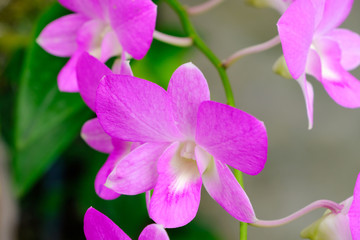 Fototapeta na wymiar Beautiful pink Dendrobium orchid flowers with natural background, soft focus