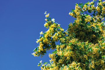 branches of blossoming linden on the blurry blue sky background. closeup with shallow depth of fielld. beautiful nature details in summer.