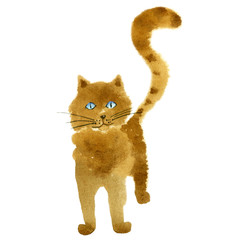 Cute cat on white background.