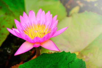 A beautiful purple lotus waterlily or lotus flower in pond.