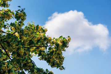 branches of blossoming linden on the blue sky background with fluffy cloud. beautiful nature scenery in summer.