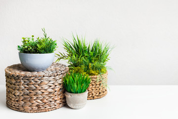 Small decorative plants in different pots over light wall