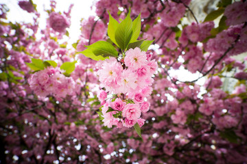 Cherry blossom in spring