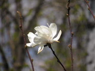 white flower magnolia