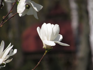 white flower magnolia