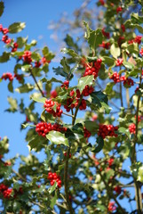 Obraz premium Baies rouge sur branche de houx