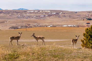 Naklejka premium Brown deer on a hillside by field and mountains