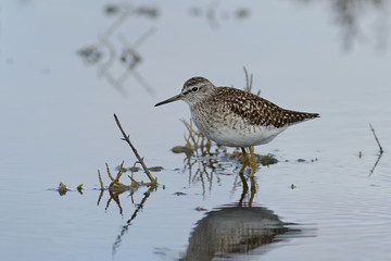bird on the beach