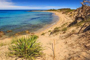 Summer beach.Torre Guaceto Nature Reserve: panoramic view of the coast from the dunes.Italy (Apulia). Mediterranean maquis: a nature sanctuary between the land and the sea.