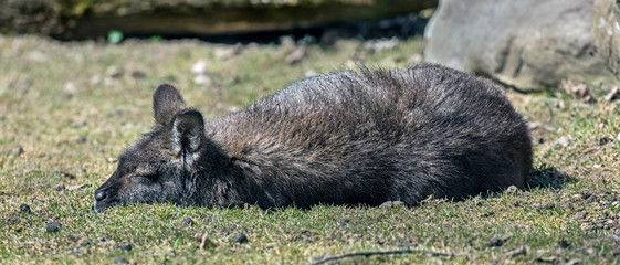 Bennett's wallaby on the lawn. Latin name - Macropus rufogriseus	