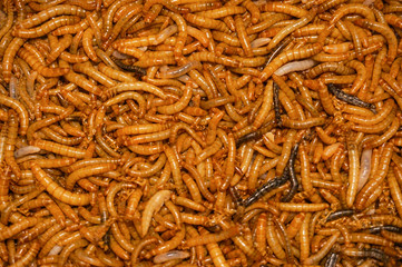 Background texture of dried mealworms