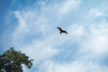 eagle soars in the clouds, against the blue sky.