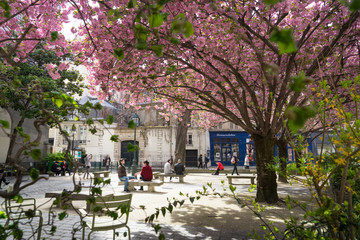 Scenery in spring under trees