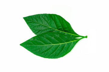 Fototapeta na wymiar Green Leaf isolated on white background