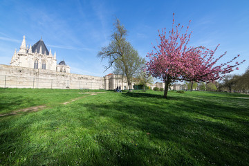 Fototapeta na wymiar Spring trees in paris