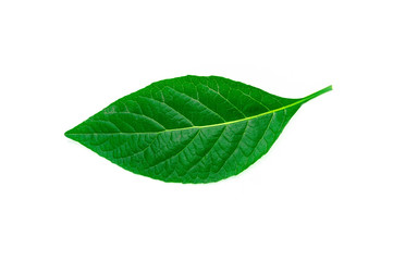 Fototapeta na wymiar Green Leaf isolated on white background