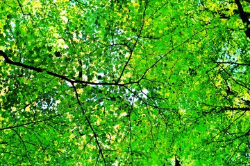 Autumn leaves of trees