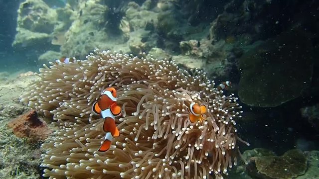 Underwater photography Thailand,Clown fish - Amphiprion bicinctus anemone fish. Marine life