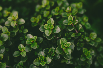 Close up of Orange Thyme (Thymus Fragrantissimus) growing in an herb garden, a dark green...