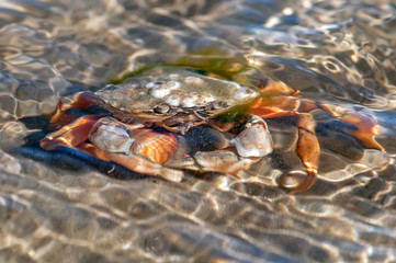 Krebs unter Wasser