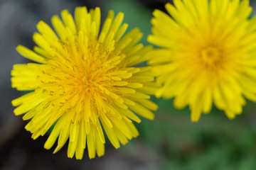 dandelion