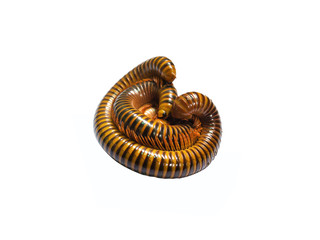 Millipede rolled, into a Circle on the Isolate White Background, and Top view