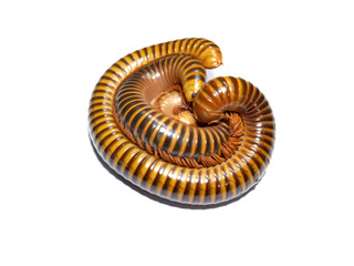 Millipede rolled, into a Circle on the Isolate White Background, and Top view