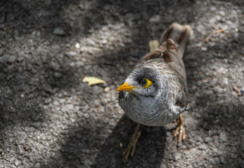 クロガオミツスイ